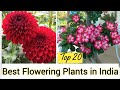 All Season Flower Plants in India | Best Flowering Plants for Home | Outdoor Flowering Plants India