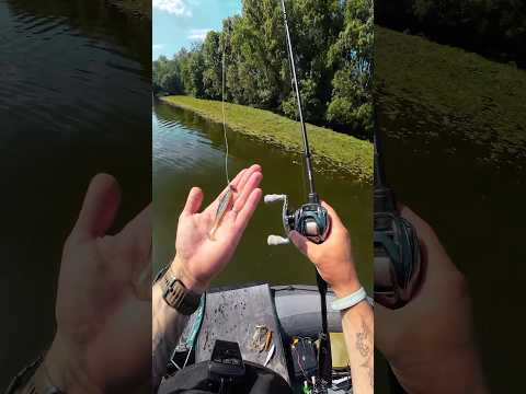 Surprise en pêchant avec un petit leurre ! #Nays #fishing #perchfishing