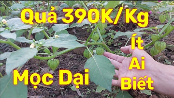 Cây Tầm Bóp Thảo Dược Quý