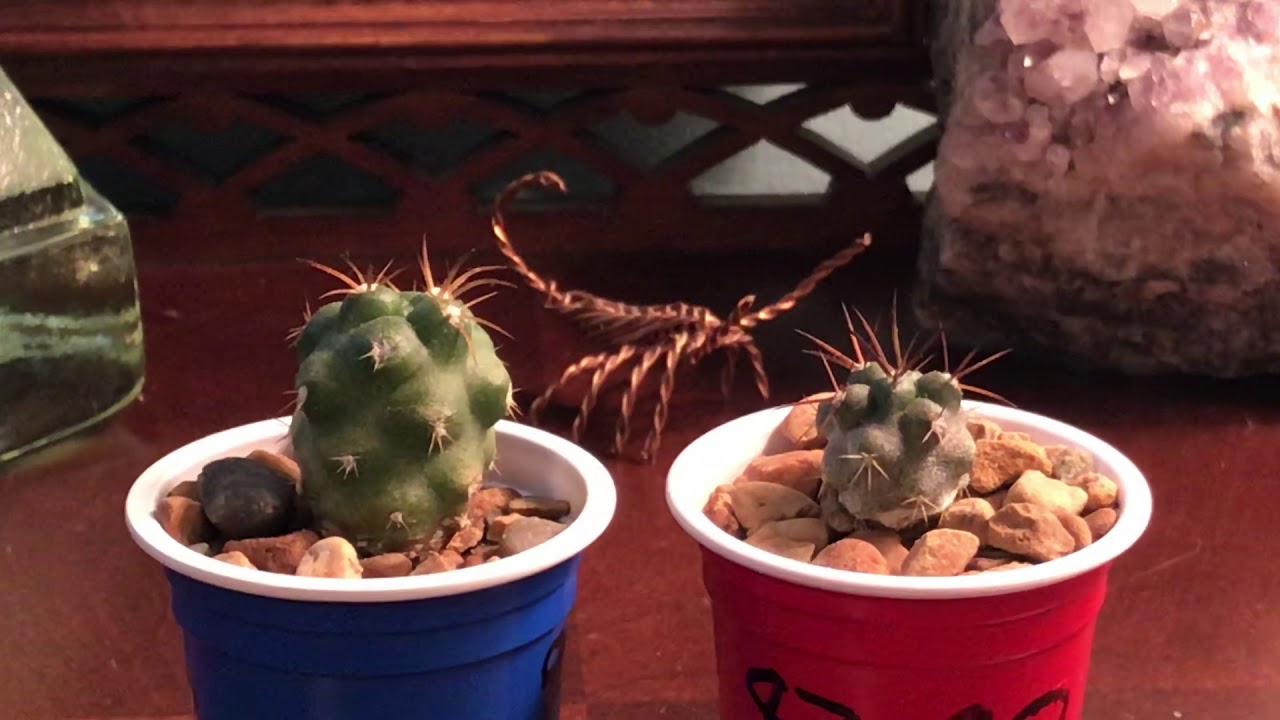 Copiapoa coquimbana var. alticostata seedlings!