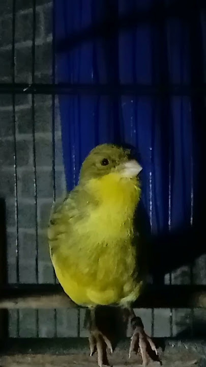 KENARI BETINA NGRIWIK PANJANG #birahi#@zozocanary
