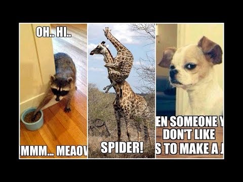 ultimate-funny-animals-compilation-2019---best-animal-videos-|-funny-vine