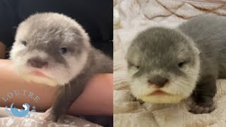 Comparison of the Growth of Baby Otter and His Sisters
