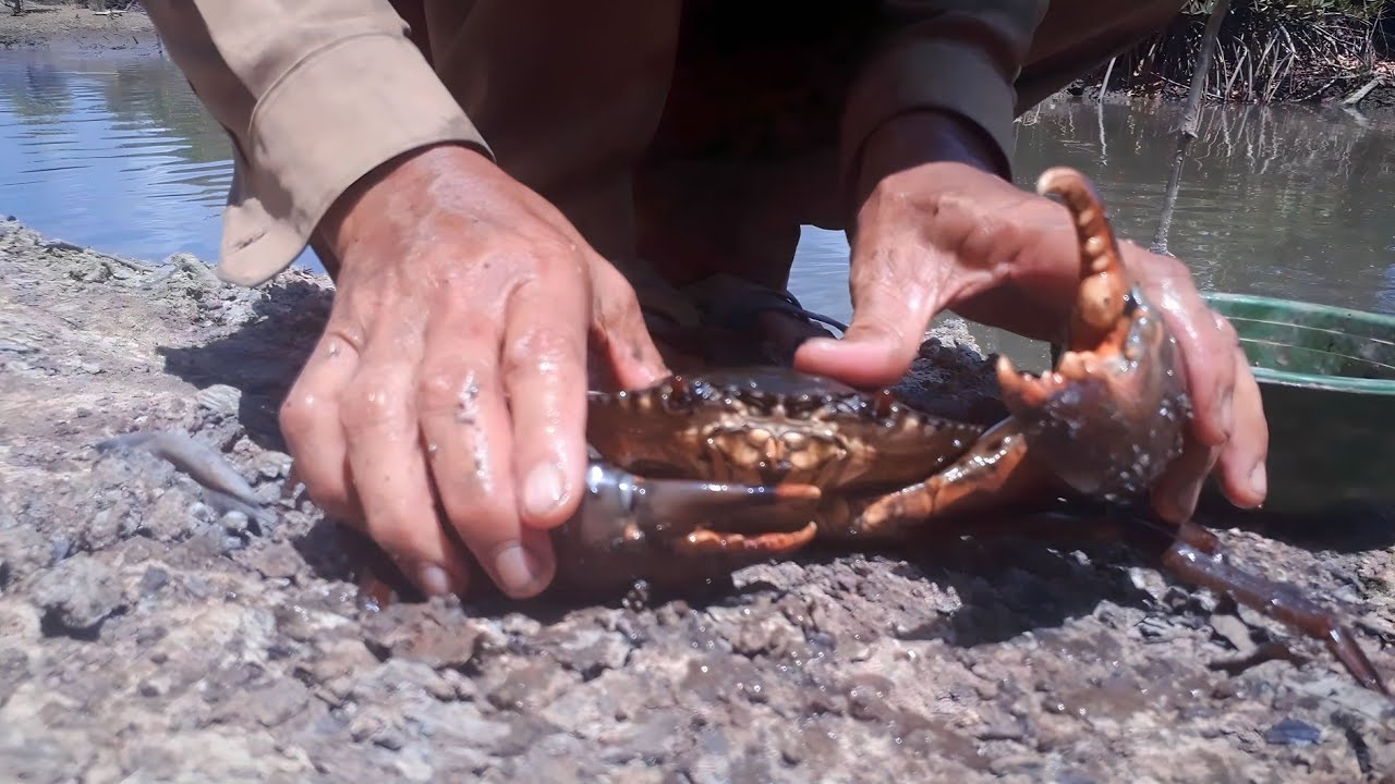Tebar Bubu Sepanjang 1 Kilo Meter hasinya Luar Biasa YouTube tebar-bubu-sepanjang-1-kilo-meter-hasinya-luar-biasa-youtube