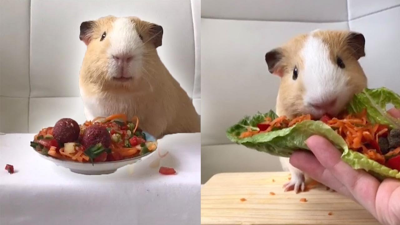 Owner Makes Adorable Mini Snacks For Her Guinea Pigs YouTube