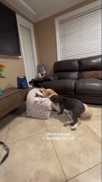 My Husky Fights A Frenchie For A Mini Sofa😱🤣 #dogs #dogshorts #funnydogs #shorts