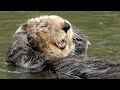 Press paws on the world with the Sea Otter Cam 🐾 | Monterey Bay Aquarium Live Cam