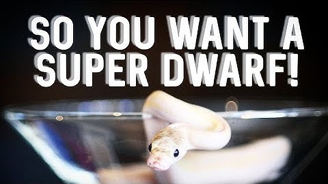 Super Dwarf Reticulated Python | What you need to know!