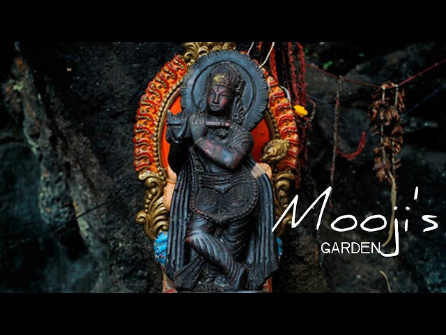Krishna's Flute | Mooji's Garden class=