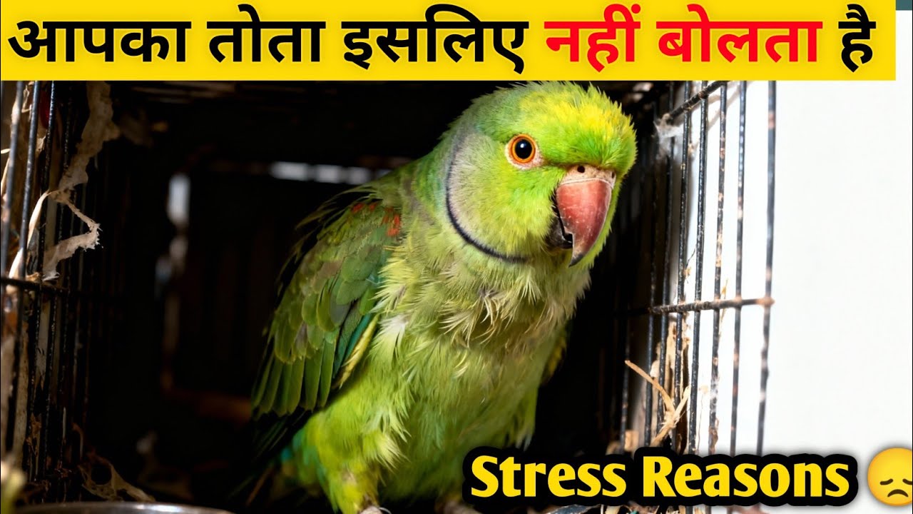 Indian Ringneck Cage Mistakes That Cause Stress | Tota Kyun Bolta Nahi? Real Reasons & Fix