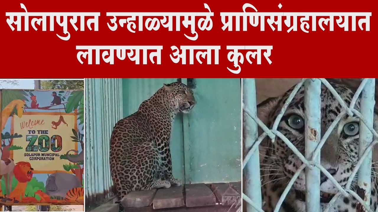 Летняя жара также влияет на животных; в зоопарке Солапура установлена ​​более прохладная установка.