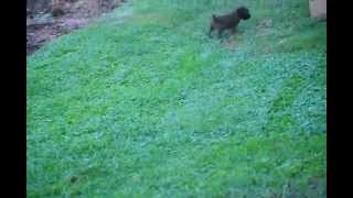 Soft Coated Wheaten Terrier Puppies - www.greenfieldpuppies.com screenshot 5
