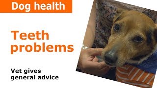 Dog teeth problems - Vet Advice
