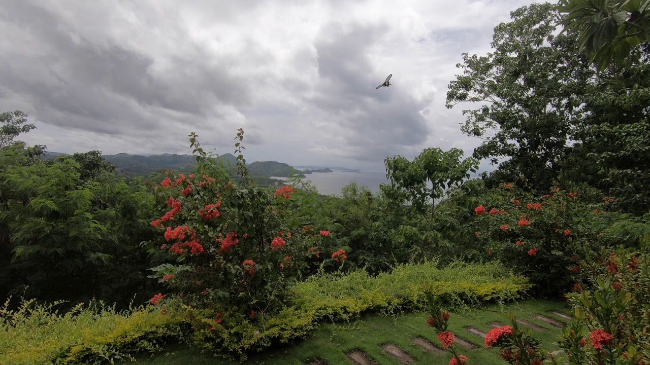 When insects fly past a plant connected to MIDI Sprout for iPhone