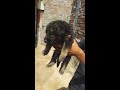 German shepherd double coat pupps available for sale in Delhi