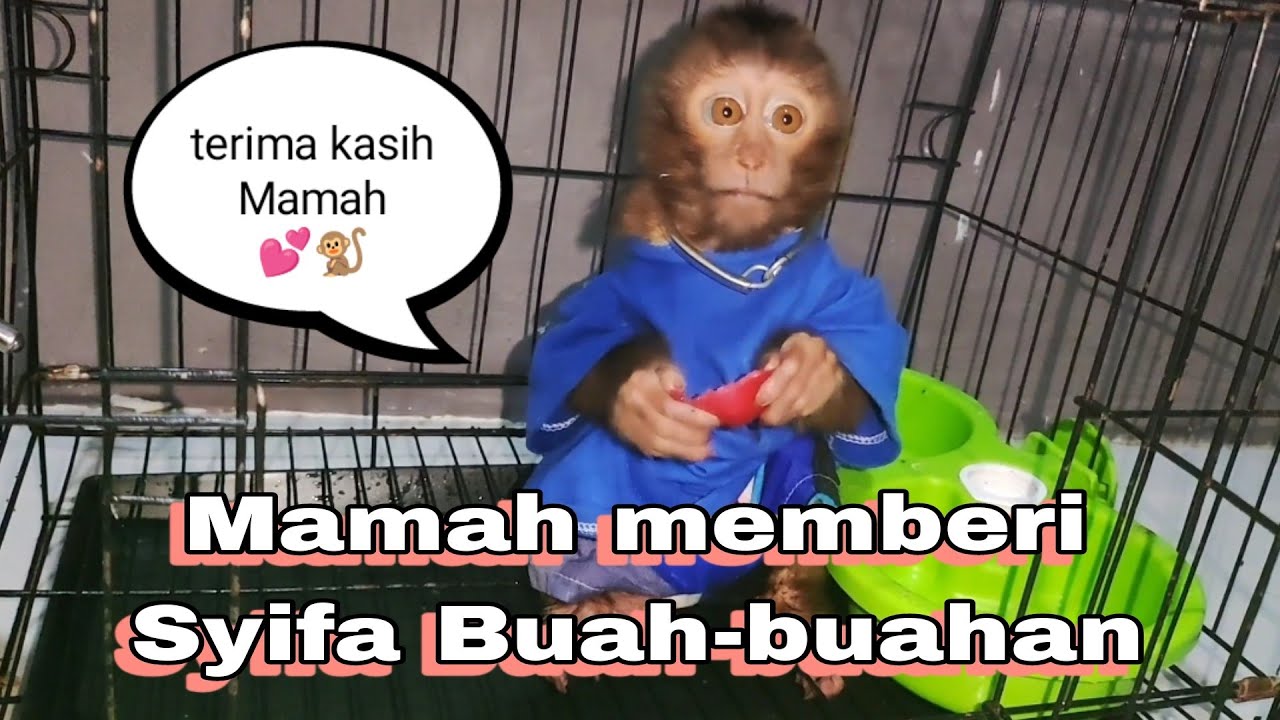 Mamah memberi makan Syifa 😍🐒💕 #babymonkey #monkey #animals #monyet #beruklucu #beruk 