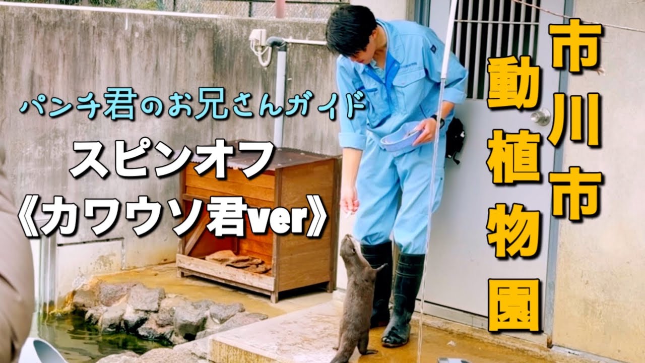 【市川市動植物園スピンオフ】パンチ君飼育員お兄さんガイド 《カワウソ君ver》