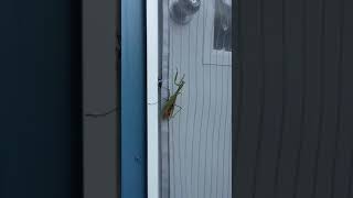 New Moon In Libra Preying Mantis