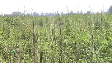 Weed of the Week #764 - Palmer Pigweed (Air Date 11/25/12)