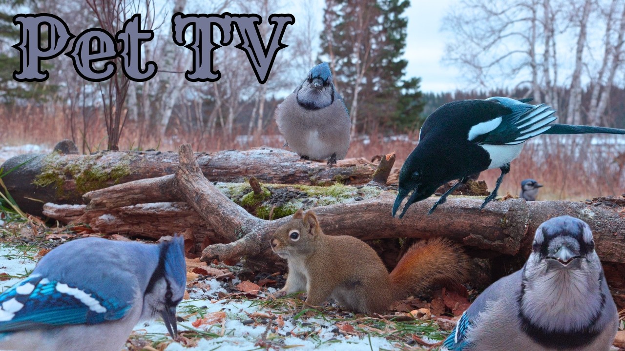 Cat TV • Dog TV - Squirrel Mayhem! 🐿️ 8 Hours of Forest Action