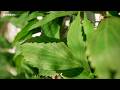 Vines and climbing plants with texture generator and spline │ Unreal Marketplace │ Unreal Engine 5