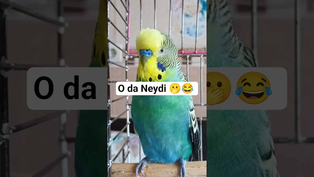 o da Neydi #parrot #vogel #birds #budgies #talkingparot #cute #muhabbetkuşu #parakeet #love