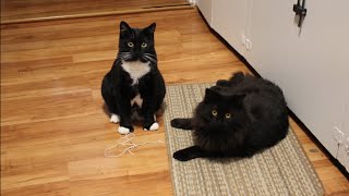 Luna, Lestat and a piece of string