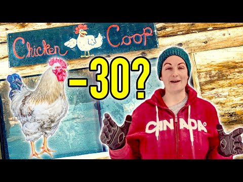 Unheated Predator Proof Extreme Cold Coop