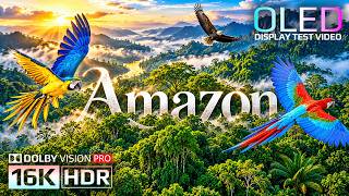 亚马逊野生动物 8K HDR：世界最大热带雨林 | 动物与自然之声（4K视频）