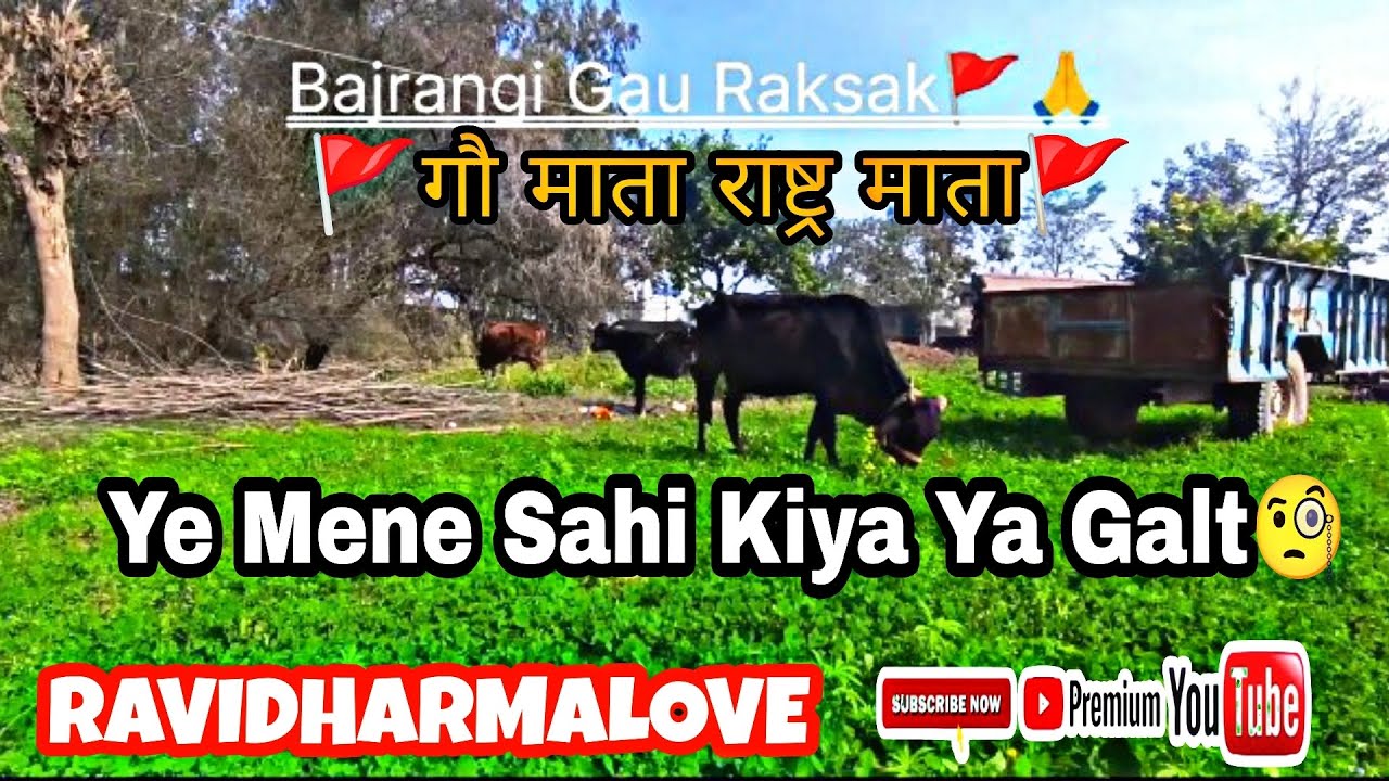 Ye Mene Sahi Kiya Ya Galt 🧐Jai Gau Mata🚩 #ravidharmalove 