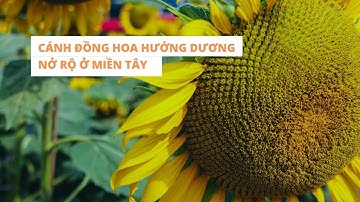 Cánh đồng hoa hướng dương ở miền Tây nở rộ 
