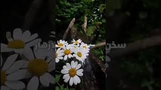 قطورة الندى