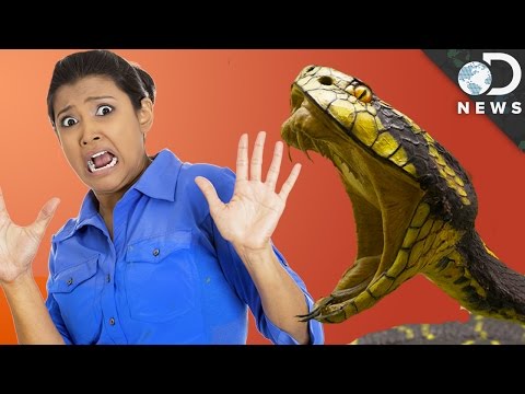 Video: They Are Not Afraid Of Snakes - Alternative View