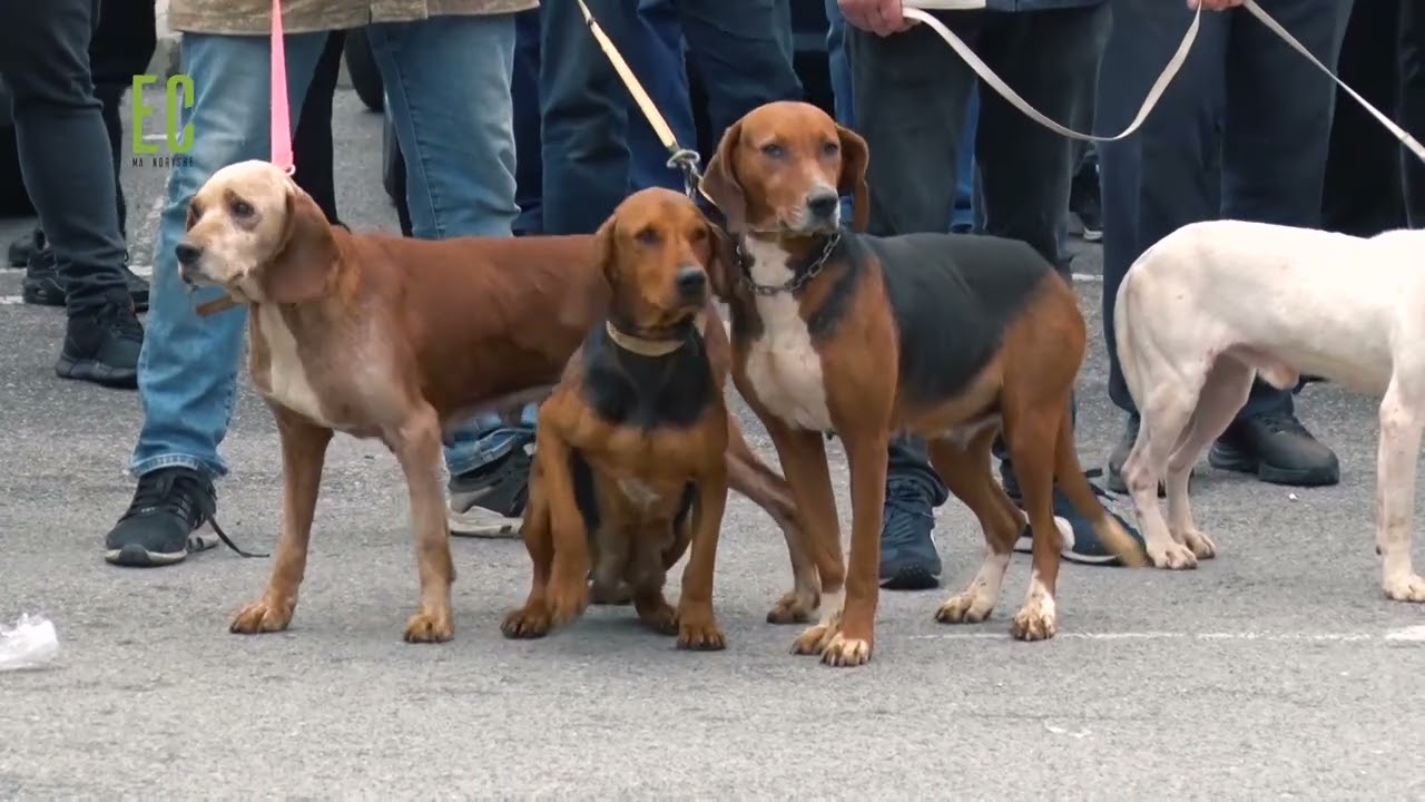 Gjuetia (i)  ilegale në rajonin e Prizrenit