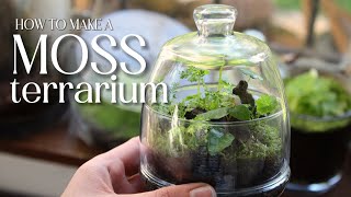 How to make a moss terrarium | Beginner Friendly by Forest Floor Terrariums 944 views 1 year ago 8 minutes, 50 seconds