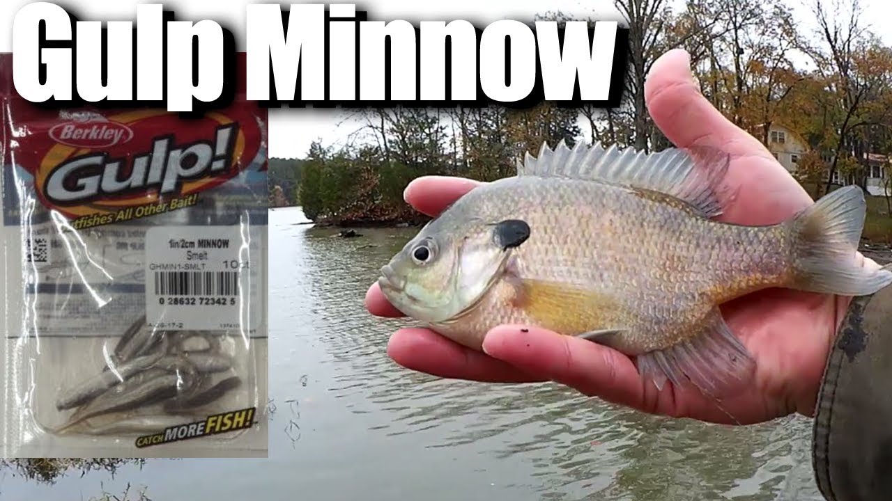 Cold Water Fishing From the Bank with GULP Minnows 