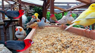Beautiful Birds Aviary | Aviary Bird Colony Breeding Setup | Mixed Bird Cage Finches Canaries Dove