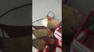 IMG 7126