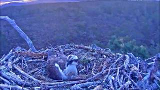08 May 26 0448 Kl5-Klive Incubates Myrtles 4Th Egg Rspb Lochgartenwildlifewindows