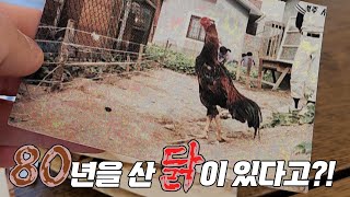 80년을 산 닭의 정체는?!