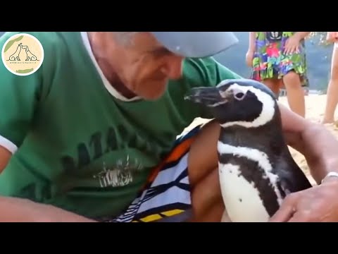 命を救ってくれたおじいさんに会うために毎年やってくるペンギン【感動】