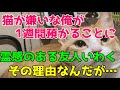 猫が苦手な俺が、訳があって嫌々1人暮らしの姉の飼い猫を預かった そこに霊感のある友人が遊びに来た お前が今回、預かることになった理由だが・・姉よ早く帰ってきておくれ・【猫の不思議な話・朗読】
