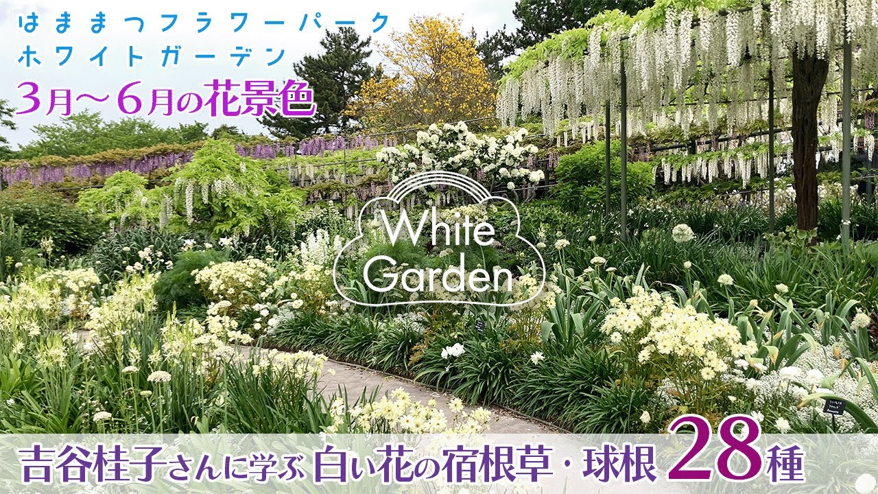 憧れのホワイトガーデンに没入！吉谷桂子さん厳選の季節別白い花の
