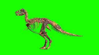 Green Screen T-Rex Skeleton Rotating Dinosaur