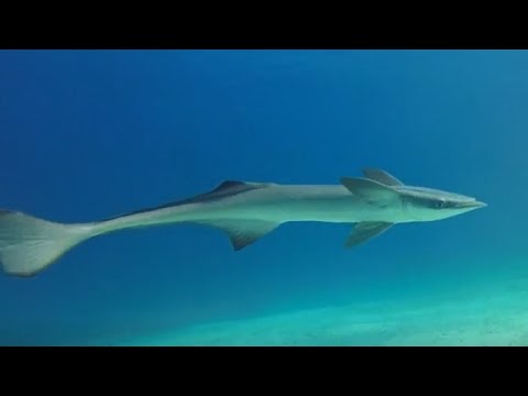 Facts: The Remora