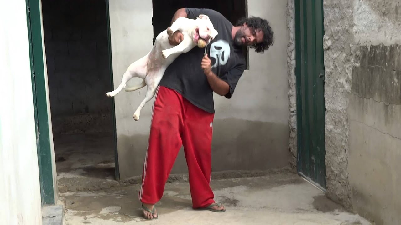 American Bulldog Voando 27/01/2015