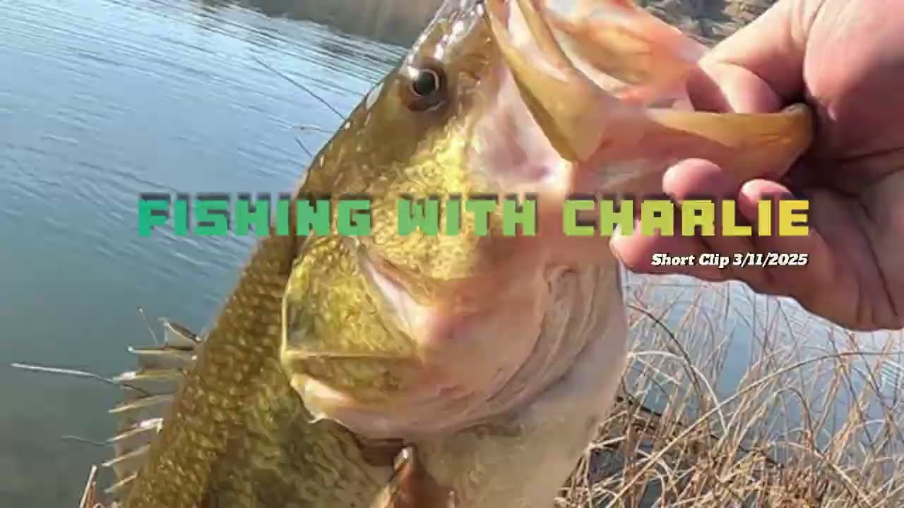 Colorado Cold-water bass Fishing. Short clip 3/11/25