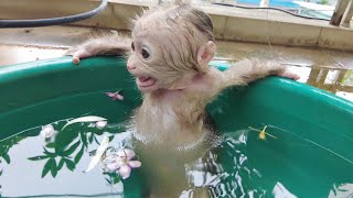 Oh My God, So Cute, Baby Monkey Kiti was scared when he first bathed in a large basin of water