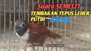 SUARA SEMELIT TEMBAKAN TEPUS LEHER PUTIH GACOR