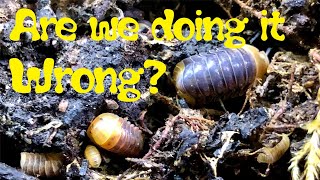 Are we keeping ISOPODS the best way possible? Are we doing it wrong?